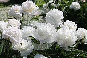 White double flowers of Paeonia lactiflora cultivar Baroness Schroeder. Flowering peony photo