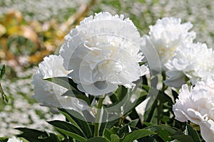 White double flowers of Paeonia lactiflora cultivar Baroness Schroeder. Flowering peony photo