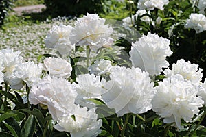 White double flowers of Paeonia lactiflora cultivar Baroness Schroeder. Flowering peony photo