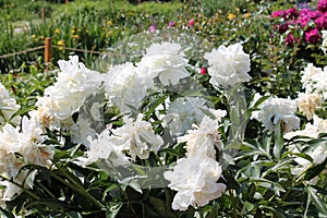 White double flowers of Paeonia lactiflora cultivar Duchesse de Nemours. Flowering peony plant in garden