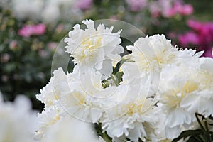 White double flowers of Paeonia lactiflora cultivar Golden Bracelet. Flowering peony plant in garden