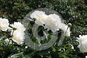 White double flowers of Paeonia lactiflora cultivar Henry Sass. Flowering peony plant in garden