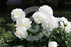 White double flowers of Paeonia lactiflora cultivar Henry Sass. Flowering peony plant in garden