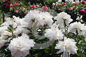 White double flowers of Paeonia lactiflora cultivar Lady Alexandra Duff. Flowering peony plant in garden