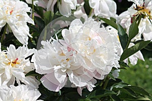 White double flowers of Paeonia lactiflora cultivar Lady Alexandra Duff. Flowering peony plant in garden