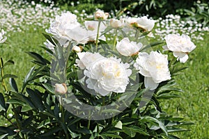 White double flowers of Paeonia lactiflora cultivar Mercedes. Flowering peony plant in garden