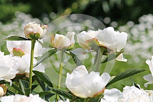 White double flowers of Paeonia lactiflora cultivar Mercedes. Flowering peony plant in garden