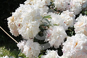 White double flowers of Paeonia lactiflora cultivar Reine Hortense. Flowering peony plant in garden
