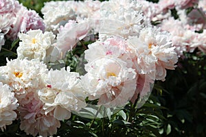 White double flowers of Paeonia lactiflora cultivar Reine Hortense. Flowering peony plant in garden