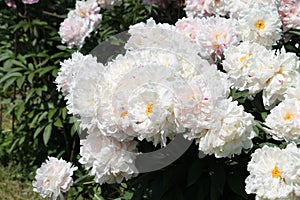 White double flowers of Paeonia lactiflora cultivar Reine Hortense. Flowering peony plant in garden