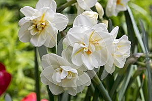 White double narcissus poeticus in bloom