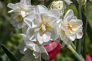 White double narcissus poeticus in bloom
