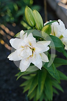 White double oriental Roselily Sita blooms in the garden in summer