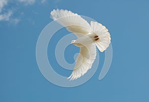 White dove