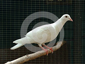 White Dove