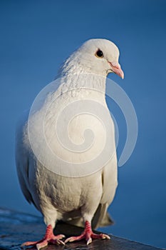 White dove