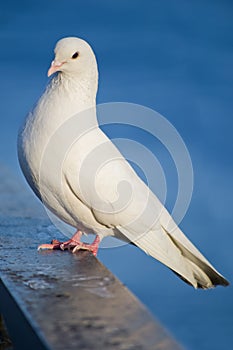 White dove