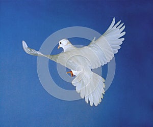 White Dove, Adult in Flight against Blue Sky