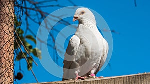 White dove against the background of the blue sky, waiting