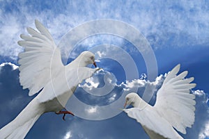 White Dove against beautiful blue cloudy sky