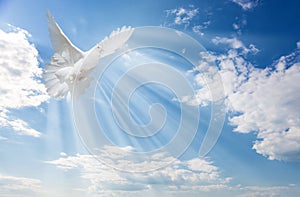 White dove against blue sky with white clouds