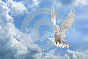 White Dove in the air with wings wide open in-front of the sky