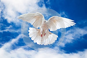 White Dove in the air with wings wide open in-front of the sky