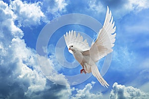 White Dove in the air with wings wide open in-front of the sky