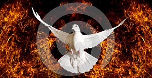 White dove as a symbol of hope departs from the flame