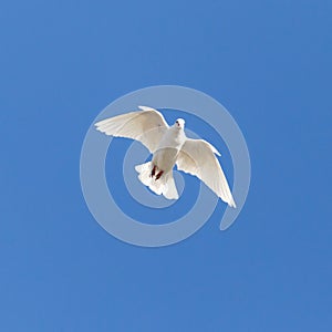 White dove on a background of blue sky
