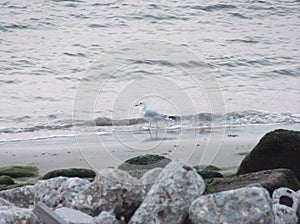 A white dove on the beach.