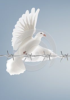 White dove bird in flight with piece of barbed wire