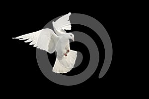 white dove, bird of peace in flight on a black background