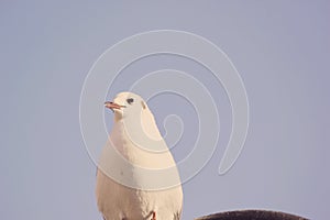 White Dove bird posing the camera. closeup dove bird.