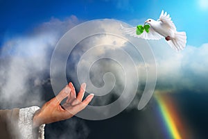 White dove bird returning to Noah carrying a freshly plucked olive leaf photo