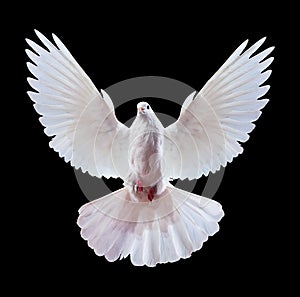 White dove on black photo