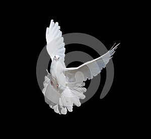 White dove on black background