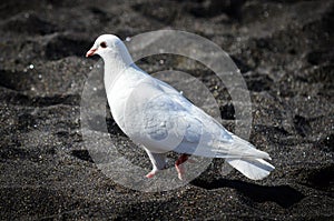 White dove on the black beach