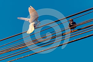 White dove - black dove