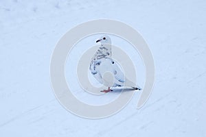 White dove with blue feathers