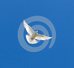 White dove on a blue sky