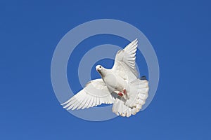 White dove on blue sky