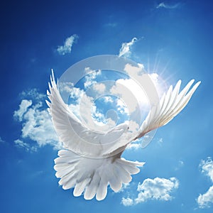 Bianco colomba cielo blu 