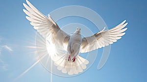 A white dove in the blue sky air with wings wide open in front of the sun. Freedom concept and international day of peace.