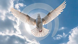 A white dove in the blue sky air with wings wide open in front of the sun. Freedom concept and international day of peace.