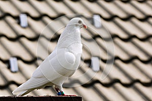 White dove on breeding cage