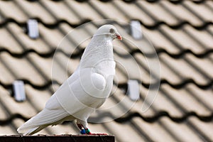 White dove on breeding cage photo