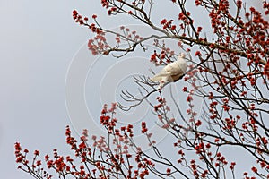 White Dove on Budding Branch.