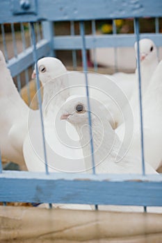 White dove in cage