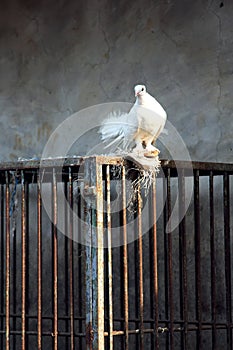 White Dove and Cage